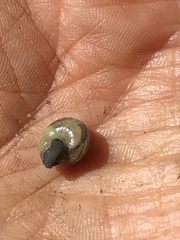 Gastrodontidae