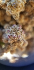 Cylindropuntia × vivipara