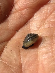 Gastrodontidae