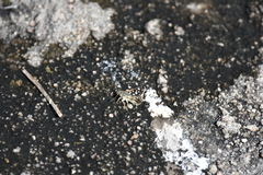 Spialia