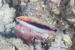 Variola louti