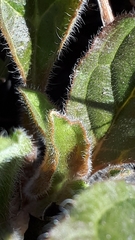 Mertensia paniculata