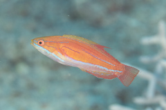 Paracheilinus rubricaudalis