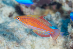 Paracheilinus rubricaudalis