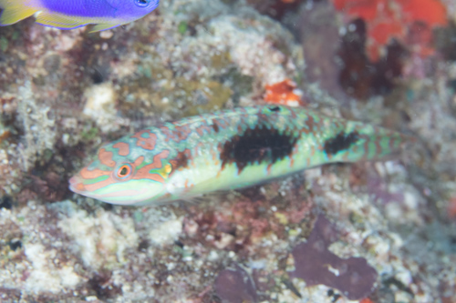 Labayan (Halichoeres margaritaceus) — Labridae