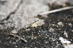 Spialia