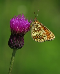 Cirsium pannonicum
