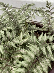 Athyrium niponicum