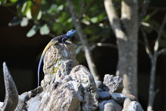 Acanthocercus atricollis