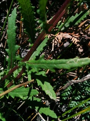Senecio biserratus