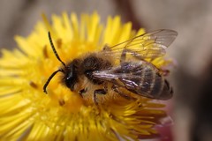 Andrena flavipes