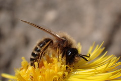 Andrena flavipes