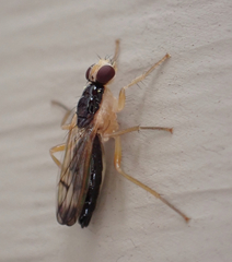 Cordilura