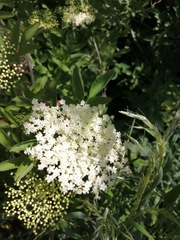 Sambucus nigra