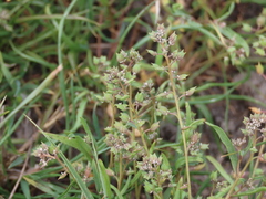 Lepidium oxycarpum