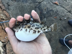 Sphoeroides greeleyi