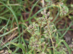 Lepidium oxycarpum