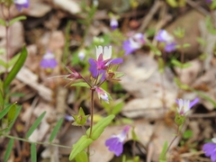 Collinsia violacea