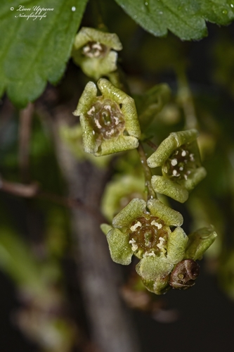 Cultivated currant (Ribes rubrum)