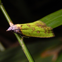 Doloessa viridis