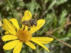 Apis mellifera
