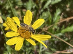 Apis mellifera
