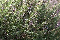 Salvia munzii