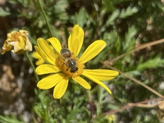 Apis mellifera