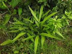 Cyclanthus bipartitus