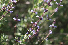 Salvia munzii
