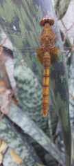 Erythemis mithroides