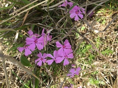 Phlox nivalis