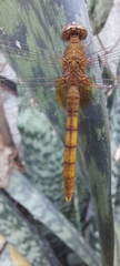 Erythemis mithroides
