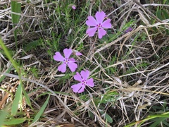 Phlox nivalis