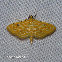 Notarcha aurolinealis