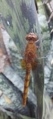 Erythemis mithroides
