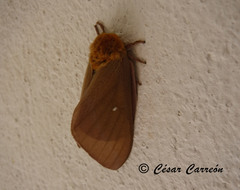 Anisota oslari
