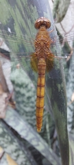 Erythemis mithroides