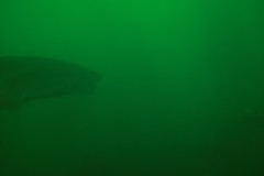 Notorynchus cepedianus