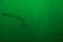 Notorynchus cepedianus