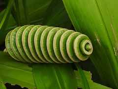 Cyclanthus bipartitus