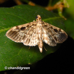 Rhimphaliodes macrostigma