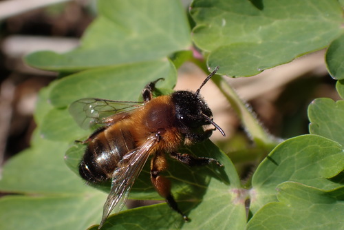 Buffish Mining Bee photo 4