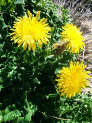 Sonchus megalocarpus
