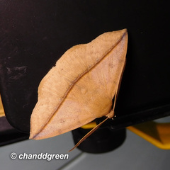 Ugia purpurea