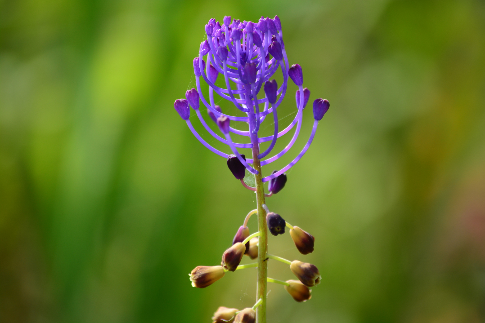 Muscari comosum