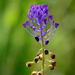Tassel Hyacinth - Photo (c) Teresa Neves, some rights reserved (CC BY-NC), uploaded by Teresa Neves