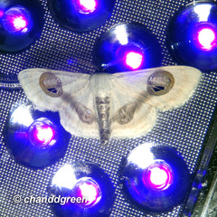 Problepsis conjunctiva