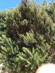 Ozothamnus turbinatus