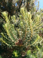 Ozothamnus turbinatus